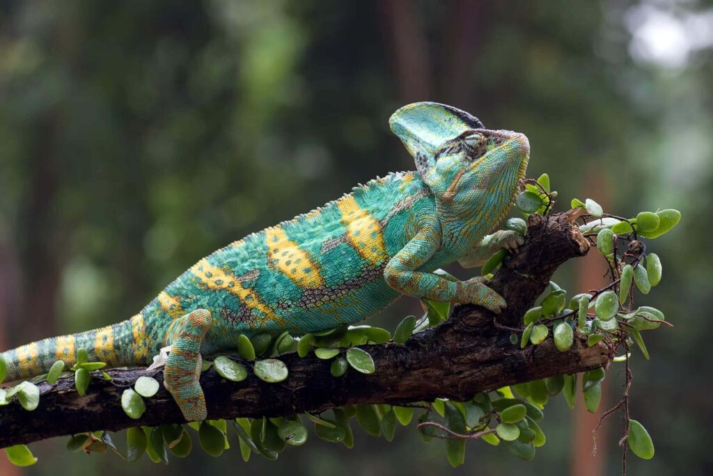 Interesting Facts: How Long Do Chameleons Live