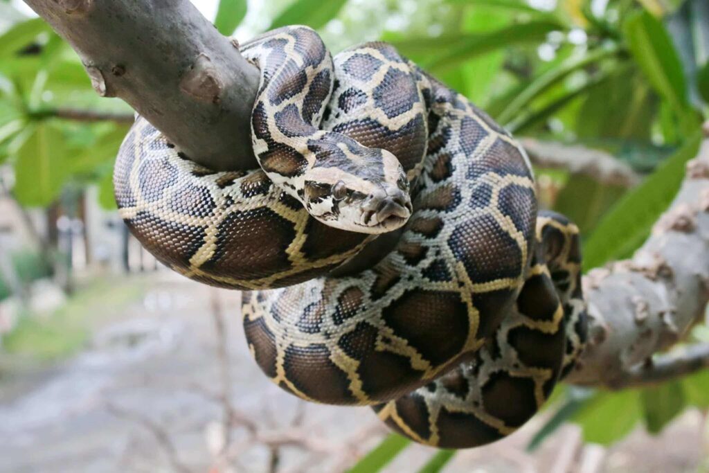 what snakes eat rabbits
