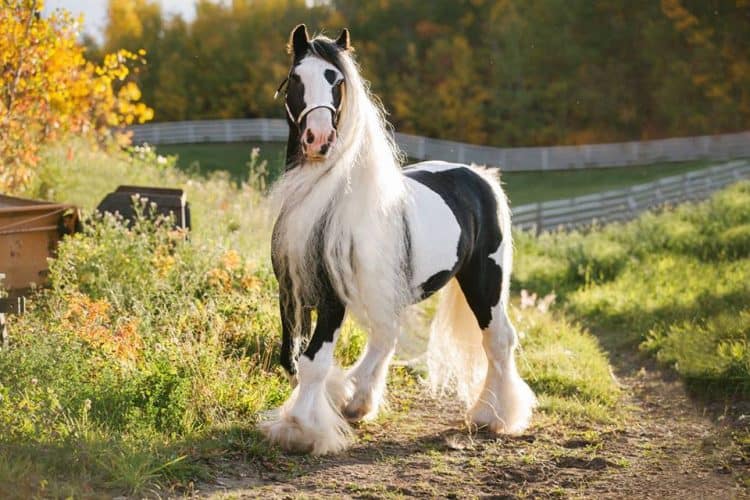 cute horse breeds