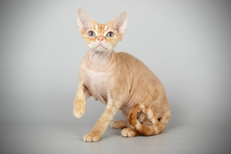 orange cat species