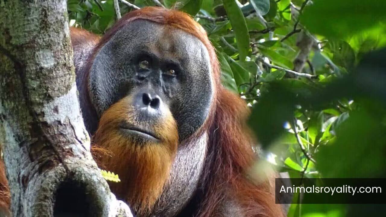 animals with big foreheads in the world