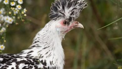 7 Chicken Breeds With Mohawks