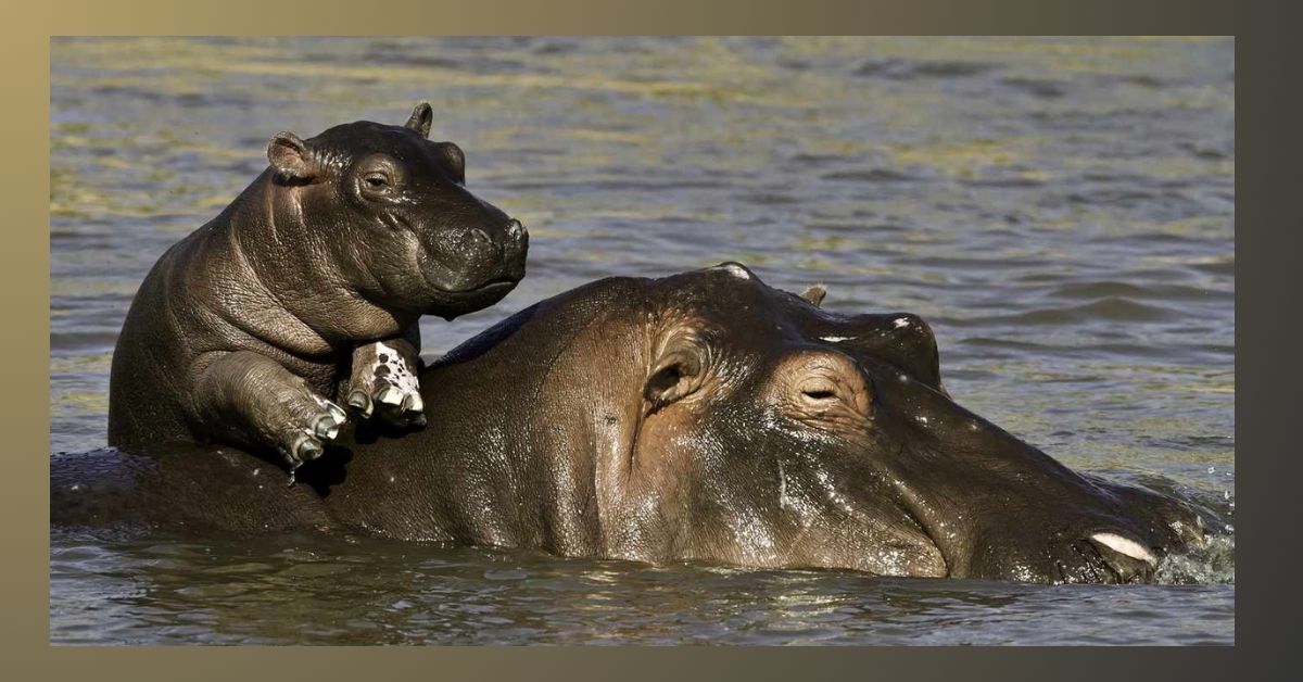 Hippos Growing Time