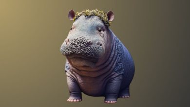 Why Are Hippos So Fat